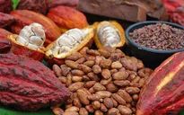 Giá ca cao quay đầu tăng
