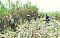 Hậu Giang khan hiếm nhân công thu hoạch mía