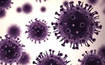 Trung Quốc tìm ra cấu trúc virus tả lợn châu Phi