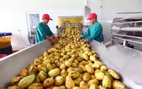 Biến động mạnh trên thị trường nông sản