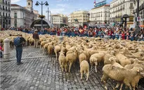 Độc đáo Lễ hội thả cừu trên đường phố thủ đô Tây Ban Nha