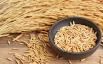 Thái Lan thực hiện chương trình đảm bảo giá gạo