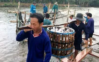 Mỹ tiếp tục là thị trường xuất khẩu thủy sản lớn nhất của Việt Nam