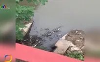 Báo động ô nhiễm nguồn nước thô đầu vào nhà máy nước