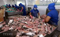 Xuất khẩu cá tra lao dốc