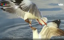 Triển lãm ảnh "Khoảnh khắc thiên nhiên" của nhiếp ảnh gia Trần Lam