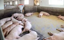 Các nước đối phó với thiếu hụt nguồn cung thịt lợn do dịch tả lợn châu Phi