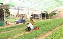 Phong trào trồng rau hữu cơ ở Campuchia