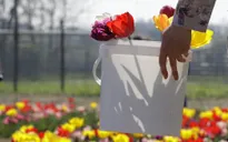 Hàng triệu du khách bị lừa khi mua củ hoa tulip Hà Lan