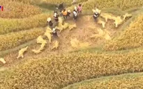 Không khí ngày mùa của người Dao (Tuyên Quang) trong mùa gặt