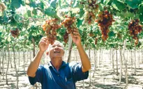 Tôn vinh và quảng bá văn hóa, du lịch Ninh Thuận tại Hà Nội