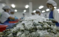 9 tháng đầu năm, xuất khẩu tôm, cá tra giảm