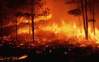 Mỹ: Bang California ban bố tình trạng khẩn cấp vì cháy rừng