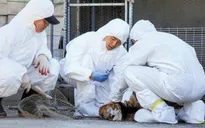 Xuất hiện ca nghi nhiễm virus cúm gia cầm có thể gây tử vong ở người tại Hàn Quốc
