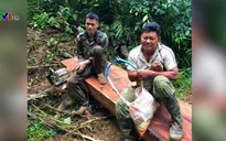 Gia Lai bắt giữ nhóm lâm tặc tàn phá rừng