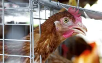 Hàn Quốc: Xuất hiện ca nghi nhiễm virus cúm gia cầm có thể gây tử vong ở người