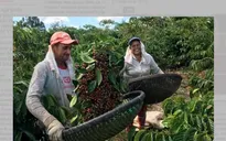 Vị thế của cà phê Việt Nam trên thị trường cà phê thế giới