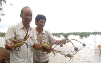 Cua biển Trà Vinh vào vụ thu hoạch đợt 2, giá cao