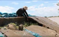Đê bao Quảng Điền xuống cấp nghiêm trọng