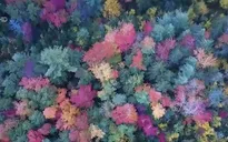 Trải nghiệm cung đường du lịch mùa thu bờ Đông nước Mỹ