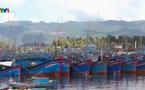 Bình Định chống khai thác thủy sản bất hợp pháp