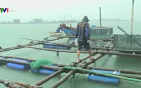 Hạn chế thấp nhất thiệt hại vùng nuôi tôm hùm nếu bão đến