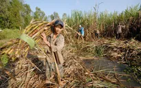 Ngành mía đường Việt: Bảo hộ hay “thua ngay trên sân nhà”?