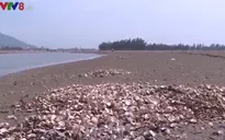 Hà Tĩnh: Đã xác định được nguyên nhân ngao chết hàng loạt ở huyện Lộc Hà