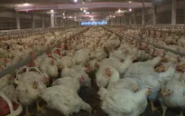 Nhập khẩu không phải là nguyên nhân chủ yếu gây giảm giá thịt gà tại Đông Nam Bộ