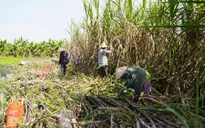 Nông dân trồng mía Hậu Giang gặp khó