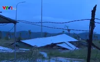 Bão số 5 quật ngã nhiều cây xanh ở Phú Yên