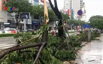 Nhiều cây cối ngã đổ sau bão ở Đà Nẵng
