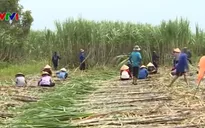 Giá đường tiếp tục đà tăng do lo ngại về nguồn cung