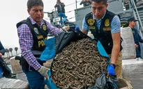 Peru bắt các đối tượng buôn lậu hơn 12 triệu con cá ngựa