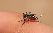 Thử nghiệm thành công bước đầu vi khuẩn kiềm chế virus sốt xuất huyết