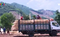Gia tăng xói lở do khai thác rừng trồng thiếu bền vững