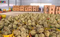 Đắk Lắk phát triển vùng sầu riêng VietGap
