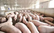 Giá lợn hơi tăng hơn 10.000 đồng/kg
