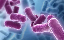 Sử dụng lợi khuẩn Bacillus - Hướng đi mới trong việc bảo vệ sức khỏe đường tiêu hóa