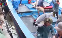 Sản lượng cá ngừ đại dương Nam Trung Bộ tăng, thu nhập ngư dân giảm