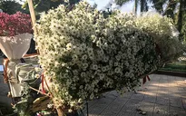 Cúc họa mi đầu mùa "gõ cửa" Hà Nội