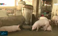 Tập trung đầu tư cho các doanh nghiệp tăng đàn lợn để cân đối cung cầu