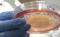 Sản phẩm thịt từ phòng thí nghiệm đầu tiên tại Nga