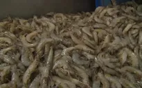 ĐBSCL giá tôm cỡ nhỏ lập đỉnh
