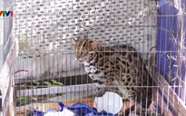 Bàn giao cá thể mèo rừng cho Trung tâm động vật hoang dã