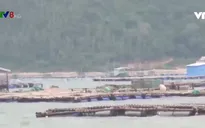 Phú yên: Đảm bảo an toàn cho các lồng bè nuôi trồng thủy sản