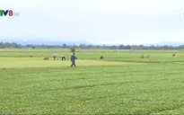 Thừa Thiên - Huế phát triển nông nghiệp xanh