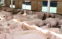 Vì sao giá lợn hơi tăng cao kỷ lục?