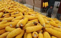 Thị trường hàng hóa từ ngày 4 - 8/11: Giá nông sản giảm