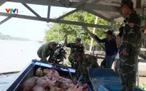 Bắt giữ gần 2 tấn lợn nhập lậu qua biên giới